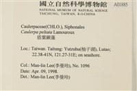 盾葉蕨藻藏品圖，第2張