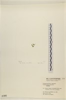 盾葉蕨藻藏品圖，第3張