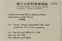 浮網藻, 肋葉藻藏品圖，第2張