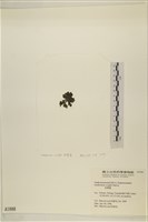 浮網藻, 肋葉藻藏品圖，第3張
