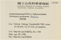 指枝藻藏品圖，第2張