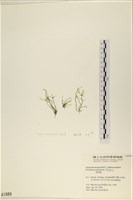 指枝藻藏品圖，第3張