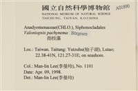 指枝藻藏品圖，第2張