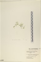 指枝藻藏品圖，第3張