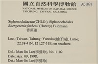 曲玉藻, 香蕉菜, 玉茄藻藏品圖，第2張