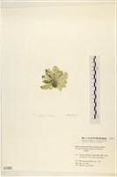 曲玉藻, 香蕉菜, 玉茄藻藏品圖，第3張