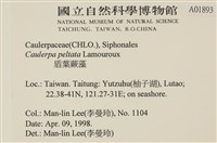 盾葉蕨藻藏品圖，第2張