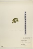 盾葉蕨藻藏品圖，第3張