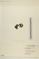 浮網藻, 肋葉藻藏品圖，第3張