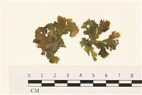 浮網藻, 肋葉藻藏品圖，第1張