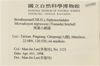 黑葉小網藻藏品圖，第2張