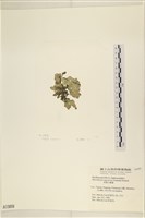 黑葉小網藻藏品圖，第3張