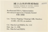 黑葉小網藻藏品圖，第2張