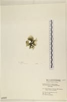 黑葉小網藻藏品圖，第3張