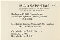 黑葉小網藻藏品圖，第2張