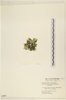 黑葉小網藻藏品圖，第3張