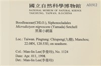 黑葉小網藻藏品圖，第2張