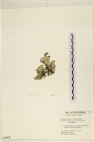 黑葉小網藻藏品圖，第3張