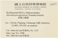 黑葉小網藻藏品圖，第2張