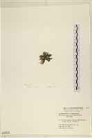 黑葉小網藻藏品圖，第3張