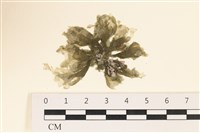 黑葉小網藻藏品圖，第1張