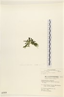 登錄號:A00001918藏品圖，第3張