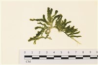 登錄號:A00001918藏品圖，第1張