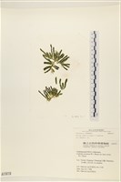 登錄號:A00001919藏品圖，第1張