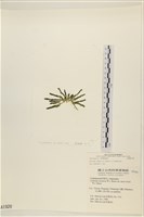 登錄號:A00001920藏品圖，第3張