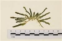 登錄號:A00001920藏品圖，第1張