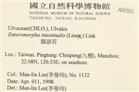 腸滸苔, 河石髮藏品圖，第2張