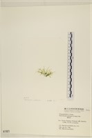 腸滸苔, 河石髮藏品圖，第3張