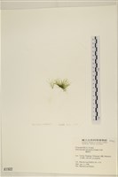 腸滸苔, 河石髮藏品圖，第3張