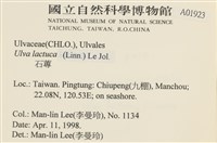 大石蓴, 石蓴藏品圖，第2張