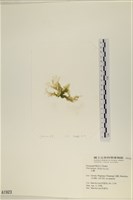 大石蓴, 石蓴藏品圖，第3張