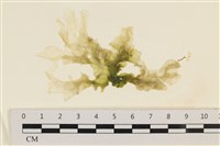 大石蓴, 石蓴藏品圖，第1張