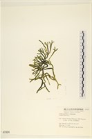 登錄號:A00001924藏品圖，第3張