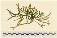 登錄號:A00001924藏品圖，第1張