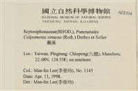 袋苔, 囊藻藏品圖，第2張