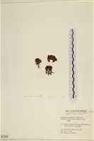 袋苔, 囊藻藏品圖，第1張