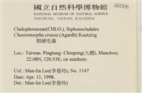 粗硬毛藻, 綠苔藏品圖，第2張