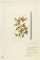 登錄號:A00001939藏品圖，第1張