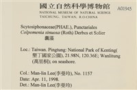 袋苔, 囊藻藏品圖，第2張