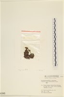 袋苔, 囊藻藏品圖，第3張
