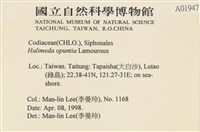 仙掌藻, 海仙人掌藏品圖，第2張
