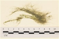 登錄號:A00001972藏品圖，第1張