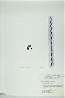 登錄號:A00001973藏品圖，第3張
