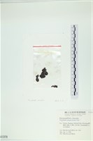 登錄號:A00001978藏品圖，第1張