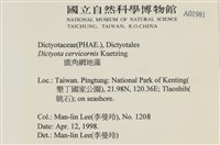 鹿角網地藻藏品圖，第2張