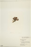 鹿角網地藻藏品圖，第3張
